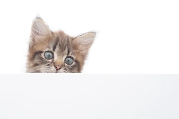 Kitten — Stock Photo, Image