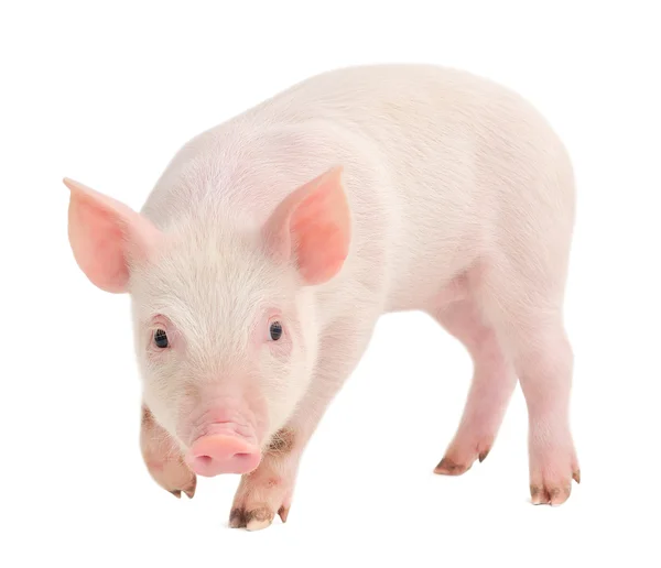 Cerdo sobre blanco — Foto de Stock