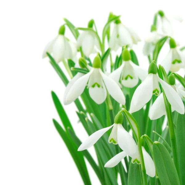 Snödroppar (Galanthus nivalis) på vit bakgrund — Stockfoto