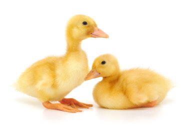 Two ducklings clipart