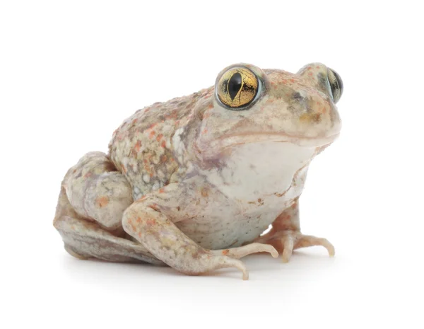 Frosch auf Weiß — Stockfoto