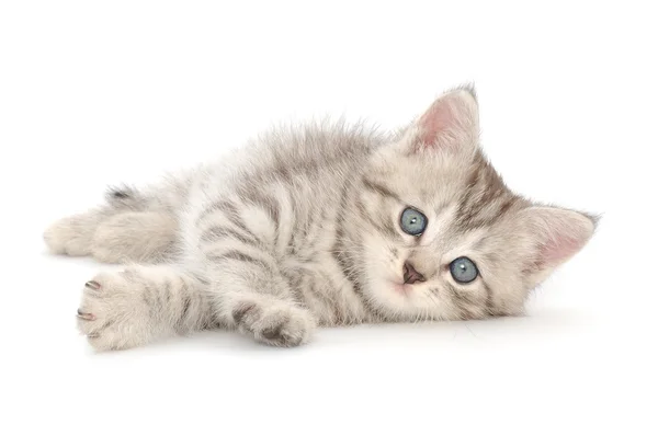 Kitten on a white background — Stock Photo, Image