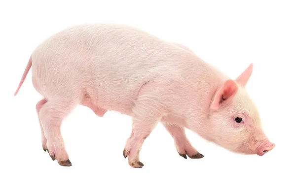 Cerdo sobre blanco — Foto de Stock