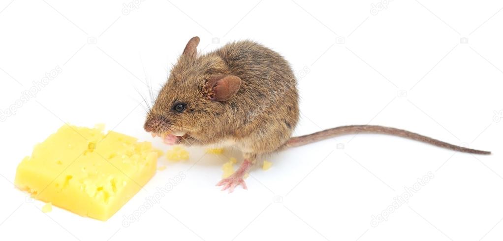 mouse and cheese