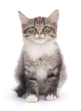 Beyaz arka planda kedi yavrusu