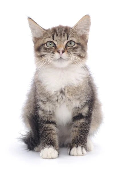 Kitten op een witte achtergrond — Stockfoto