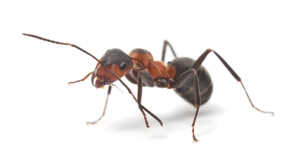 Izolované červený mravenec — Stock fotografie