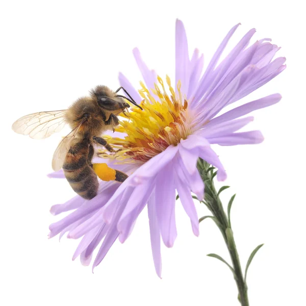 Пчела и голубой цветок — стоковое фото