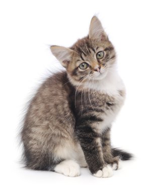 Beyaz arka planda kedi yavrusu