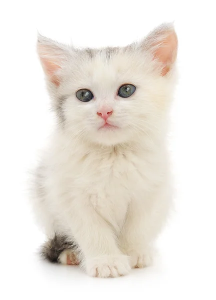 Kitten on a white background — Stock Photo, Image