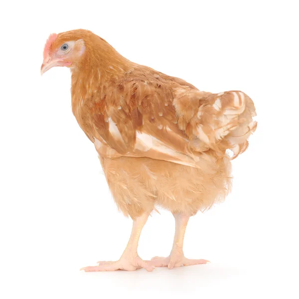 Brown hen — Stock Photo, Image