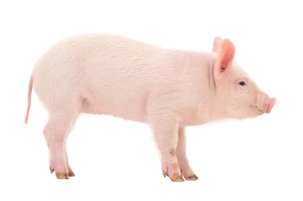 Cerdo sobre blanco — Foto de Stock