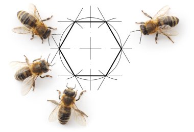 Arılar ve çizim peteğin