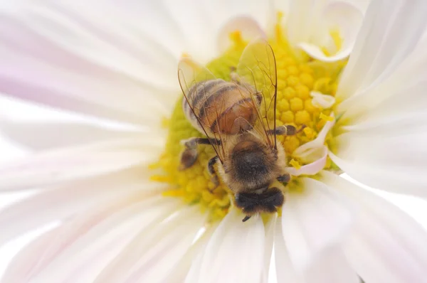 Пчела и белый цветок — стоковое фото