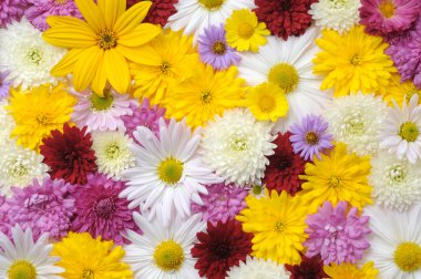 sonbaharda çiçek arka plan