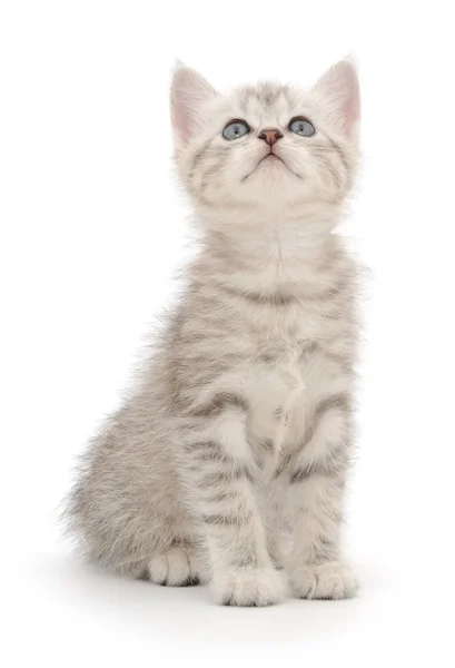 Cica egy fehér háttér — Stock Fotó