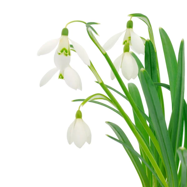 Gotas de nieve (Galanthus nivalis) sobre fondo blanco —  Fotos de Stock