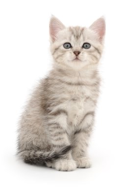 Beyaz arka planda kedi yavrusu