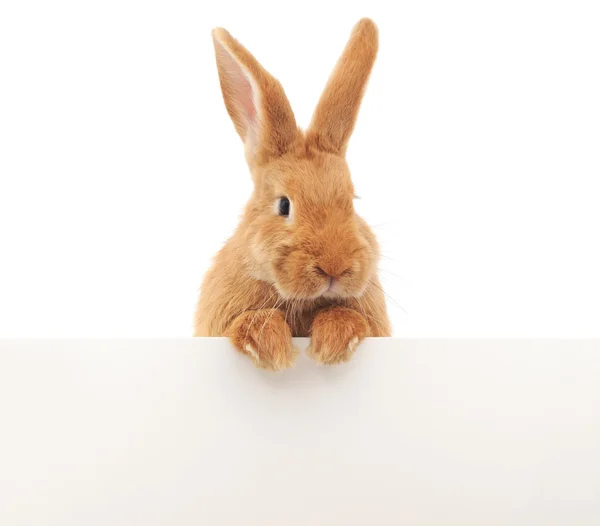 Coniglio con bianco — Foto Stock