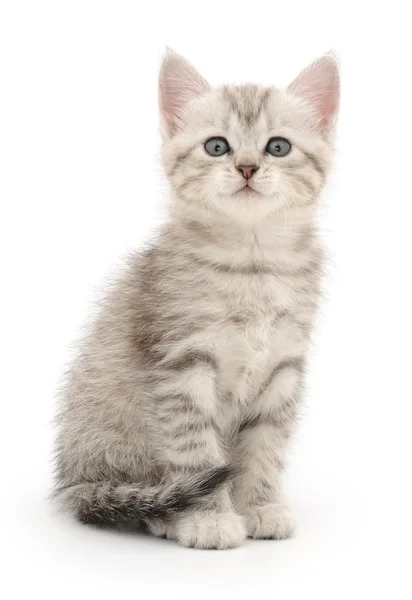 Kotě na bílém pozadí — Stock fotografie
