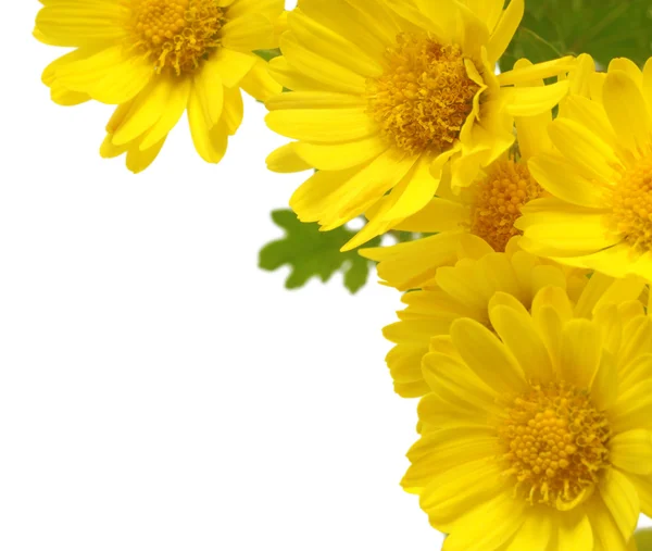 Žluté květy, samostatný — Stock fotografie