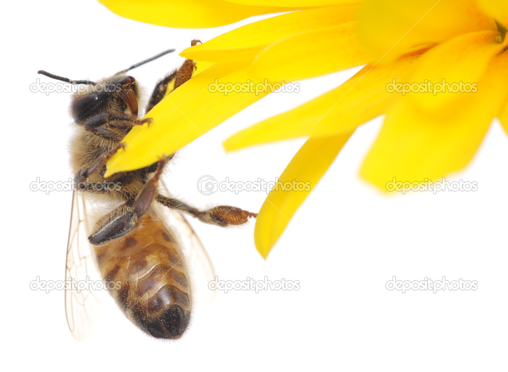 Honeybee and yellow flower