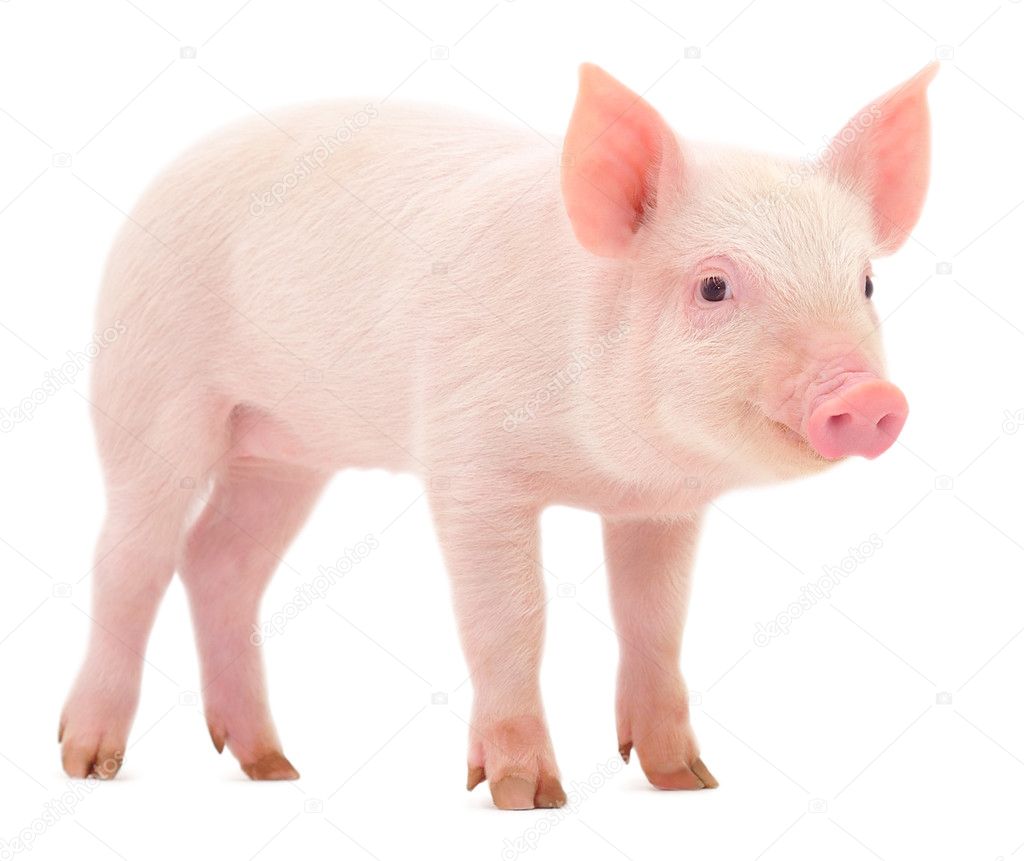 Pig on white