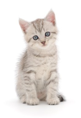 Beyaz arka planda kedi yavrusu