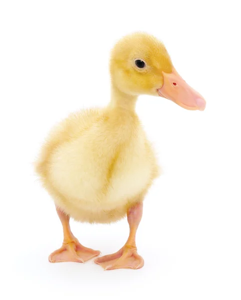 One duckling — Stock Photo, Image