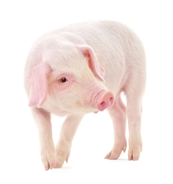 Beyaz üzerinde domuz — Stok fotoğraf
