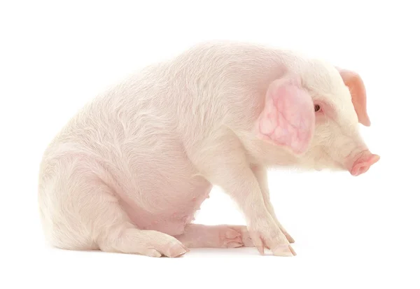 Cerdo sobre blanco — Foto de Stock