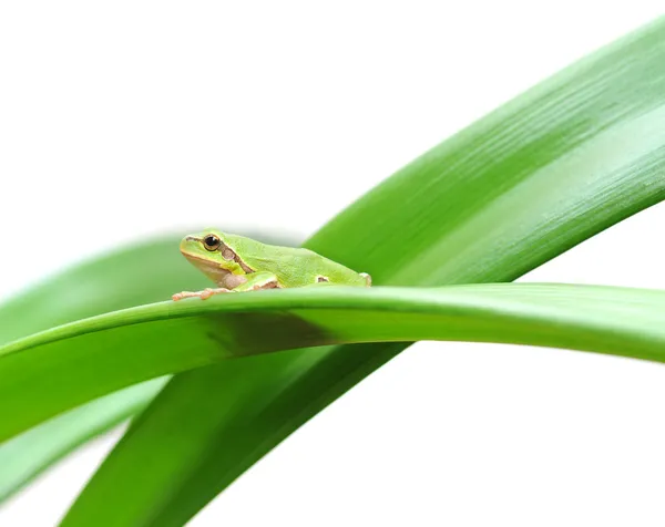 Groda sittande på ett löv — Stockfoto