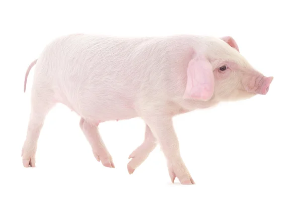 Schwein auf weiß — Stockfoto