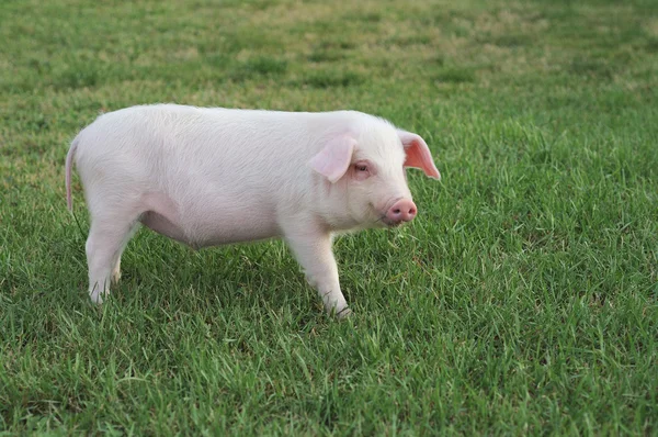 Cerdo pequeño —  Fotos de Stock