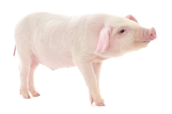 Pig on white — Stock Photo, Image