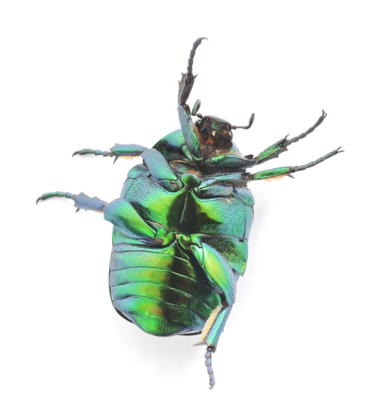 Scarabeo verde — Foto Stock