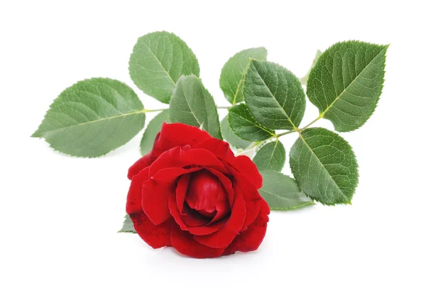 Red Rose — Stock Photo, Image