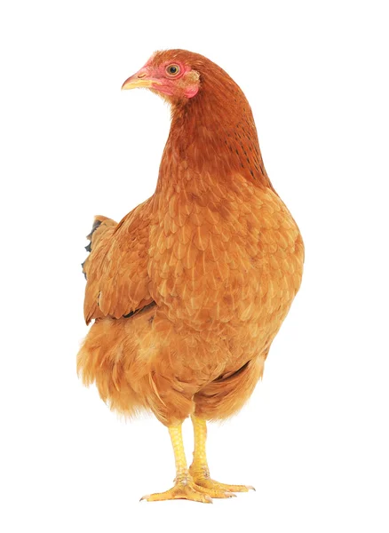 Brown hen — Stock Photo, Image