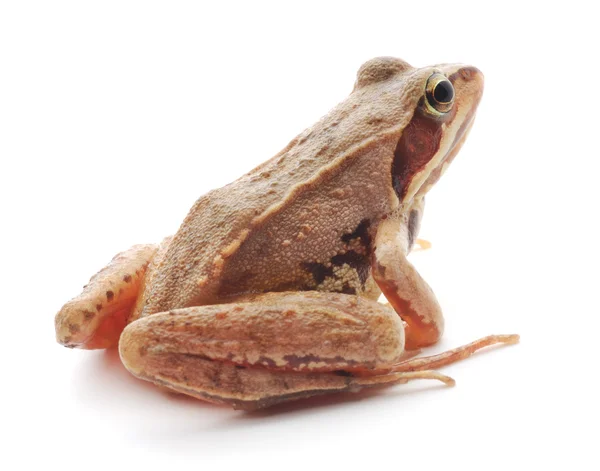 Brown frog — Stock Photo, Image