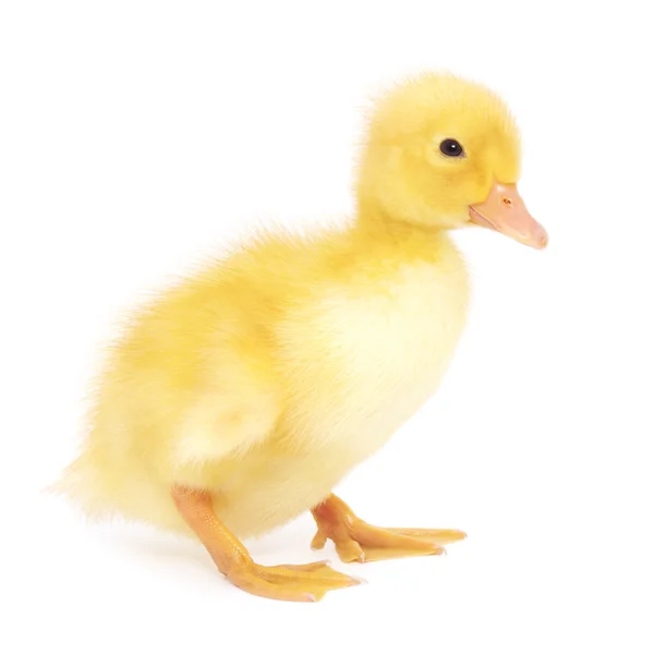 One duckling — Stock Photo, Image