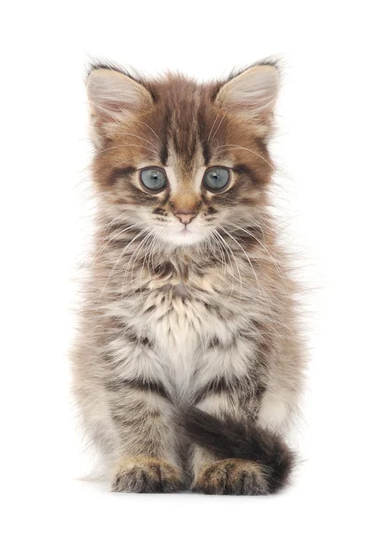 Beyaz arka planda kedi yavrusu