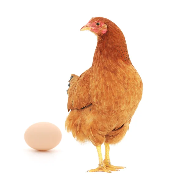 Коричневая курица с яйцом — стоковое фото