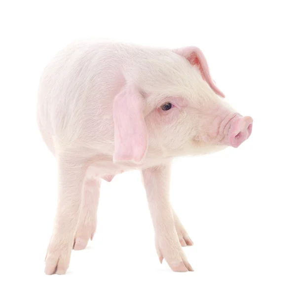 Pig on white — Stock Photo, Image