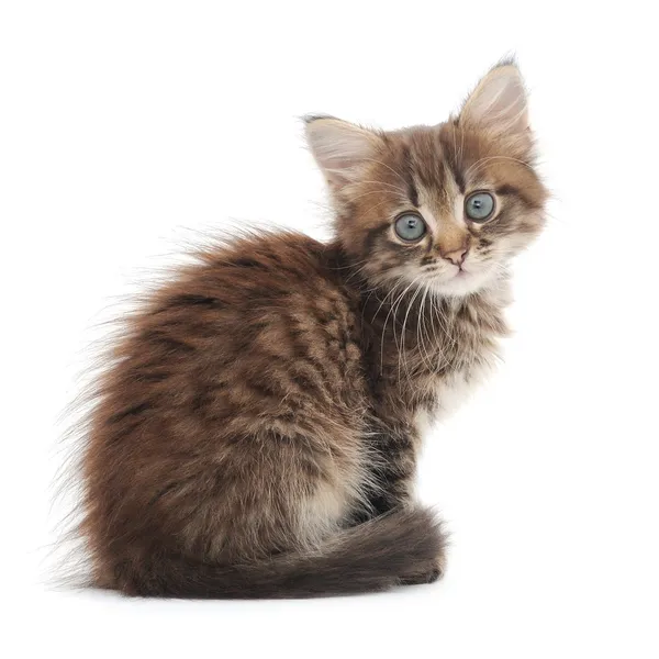 Gatito sobre un fondo blanco — Foto de Stock