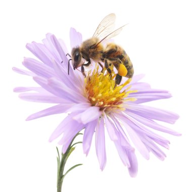 Bal arısı ve mavi çiçek