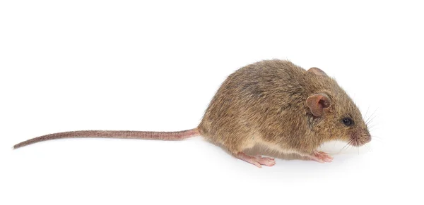 Rato de madeira . — Fotografia de Stock