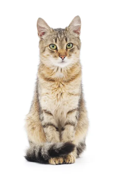 Cat on white background — Stock Photo, Image