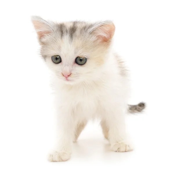 Gatinho em um fundo branco — Fotografia de Stock