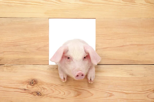 Schwein mit Brett — Stockfoto