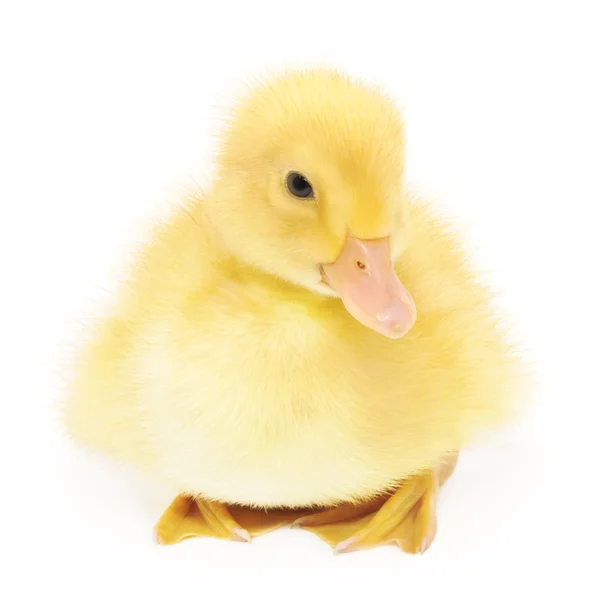 One duckling — Stock Photo, Image